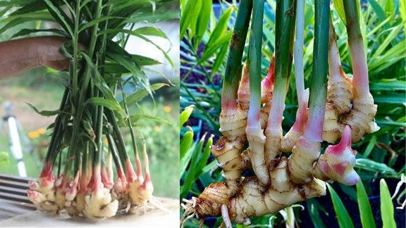 How to Grow Ginger, adrak kaise ugaye, ghar par adrak kaise ugaye in Hindi