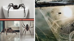 How to keep spider webs off house | easy ways to permanently remove spider | pest control at home