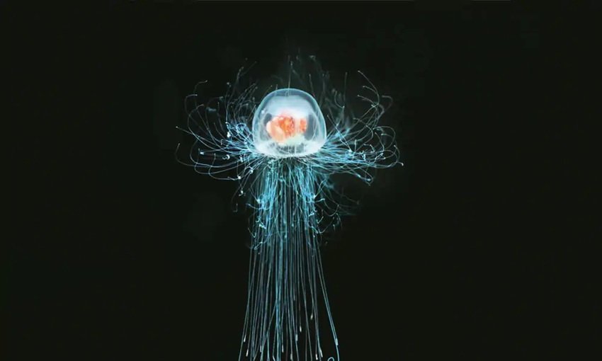 Immortal Jellyfish