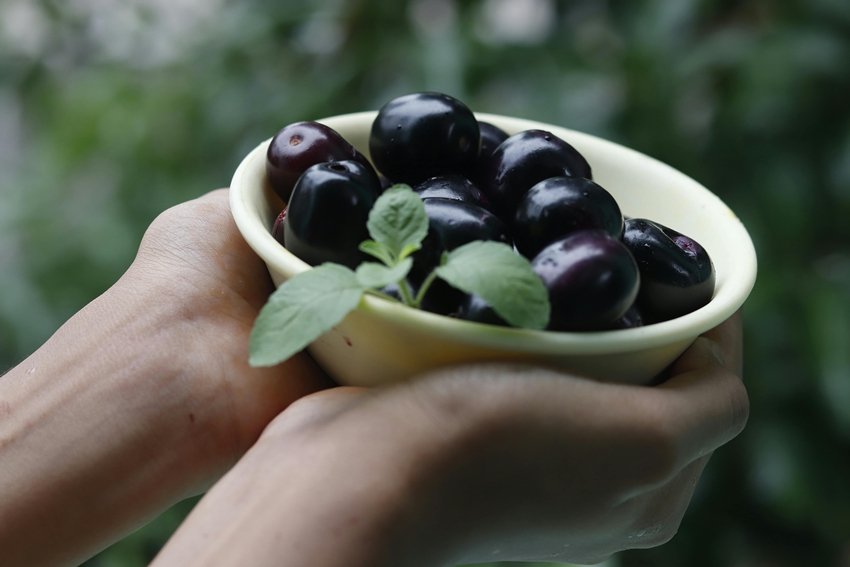 Jamun for Kidney Health