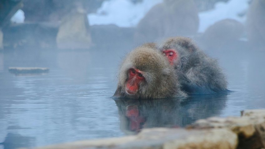 Japanese Snow Monkeys Bath in Hot Springs and Wash Their Food Too