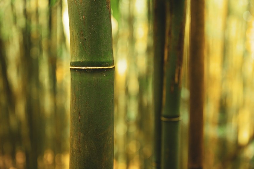 Korean Bamboo Salt Costs