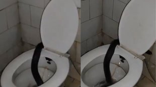 Kota Cobra Viral Video, Viral Video, Trending Video