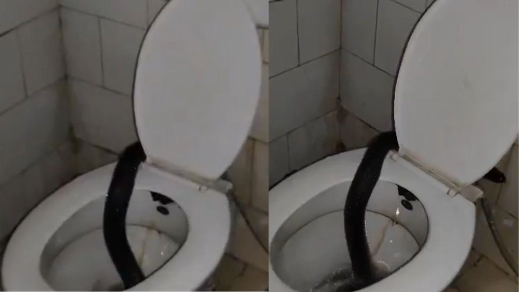 Kota Cobra Viral Video, Viral Video, Trending Video