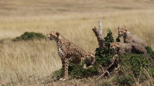 Leopard News, Cheetah News, Leopard Cheetah Fight,