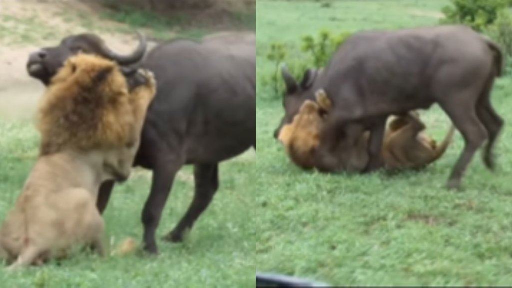 Lion Viral Video, Viral Video, Trending Video