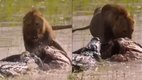 Viral Video, Trending Video, Trending News, Viral Instagram reels