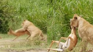 Lion Viral Video, Viral Video, Trending News