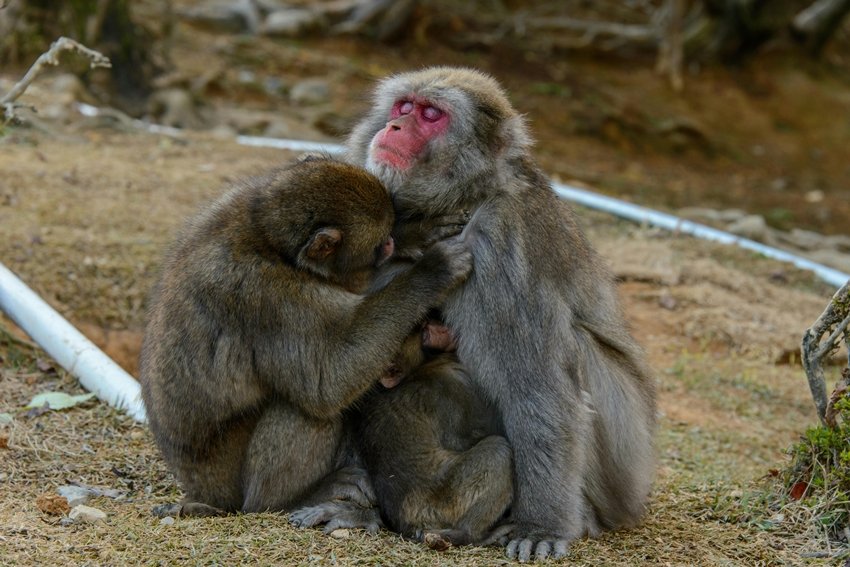 Meet Japan Smart Snow Monkeys More Advanced Than You Think
