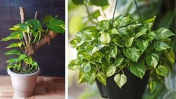 मनी प्लांट को घना बनाने के लिए कितने दिनों में डालें पानी? पौधे को हरा-भरा रखने का ये रहा सीक्रेट