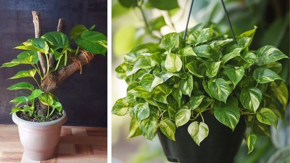Money plant kaise lagaye | Money plant | How to take care of money plant