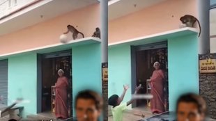 Monkey Viral Video,Viral Video, Trending Video