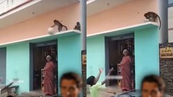 बच्चे के साथ बॉल से खेलने लगा बंदर, दोनों की मस्ती का Viral Video देख यूजर्स का दिल हो गया खुश, बोले – यह केवल इंडिया में ही हो सकता है