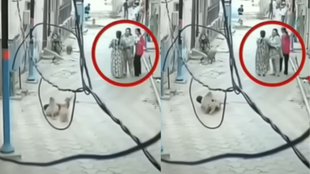 Monkey Viral Video, Viral Video, Trending Video