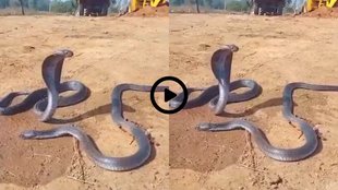 Naag Nagin Viral Video, Viral Video, Trending Video