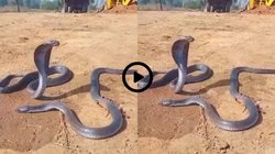 तड़प-तड़पकर दम तोड़ता रहा नाग, एकटक देखती रही नागिन, Viral Video देख भर आया यूजर्स का दिल, कहा – अपनों को खोने का दुख…