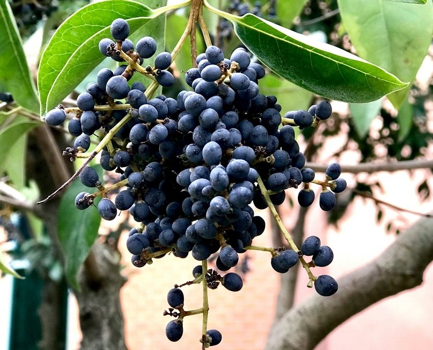 Natural Ayurvedic Remedy to Dissolve Kidney Stones