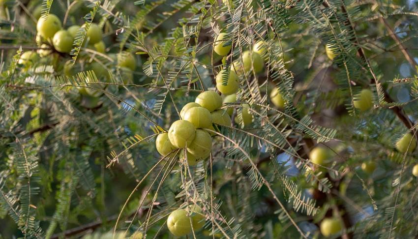 Superfoods for liver detox