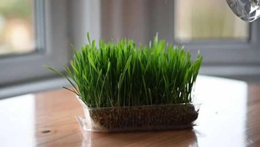 Navratri Barley Significance