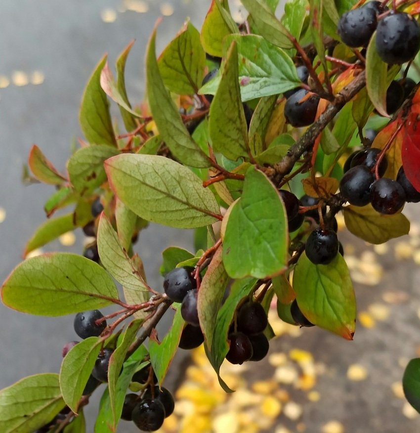 No More Kidney Stones Acharya Balkrishna Recommends Jamun