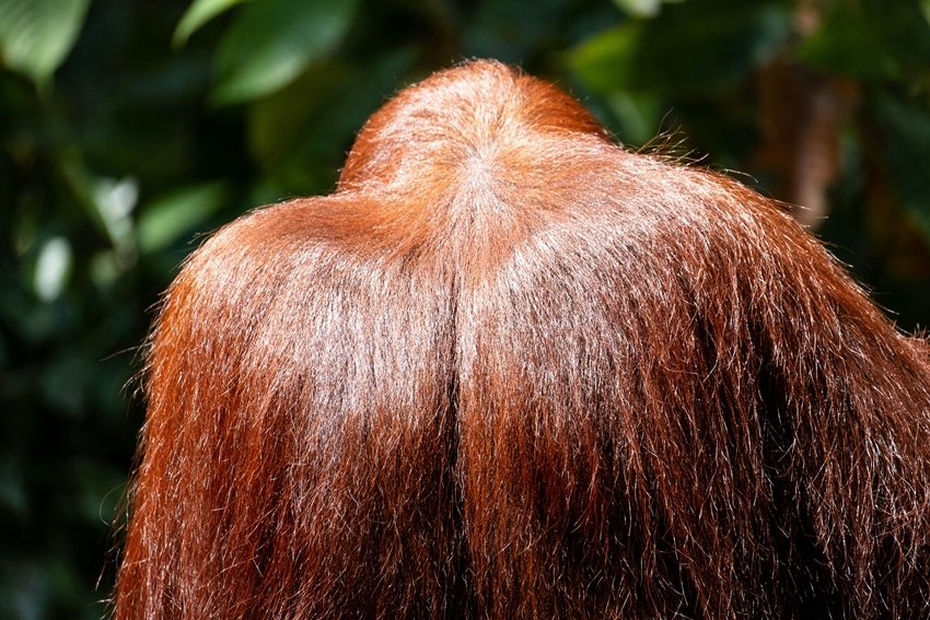 Not Always Beneficial Side Effects of Using Too Much Amla on Hair