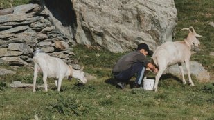 Nutrients in goat milk