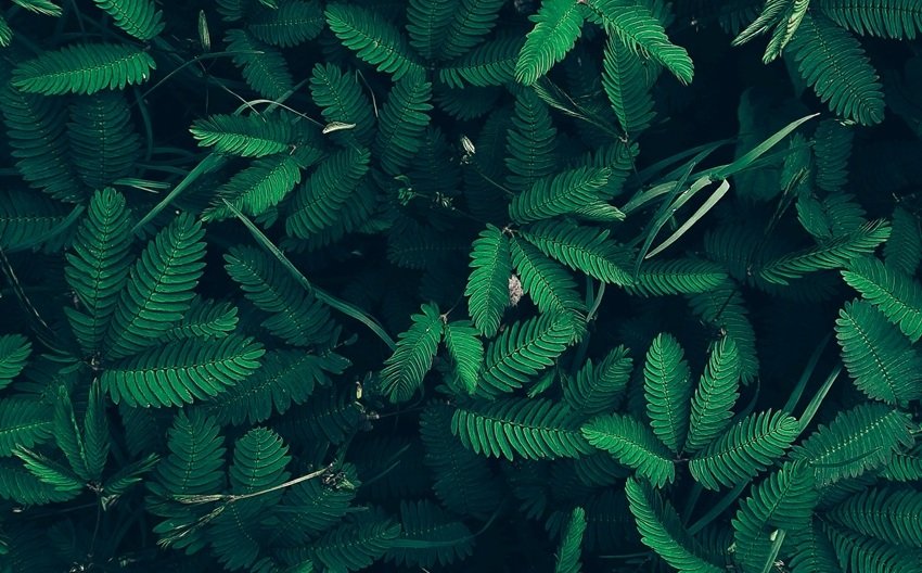Plants Can Hear Themselves Being Eaten