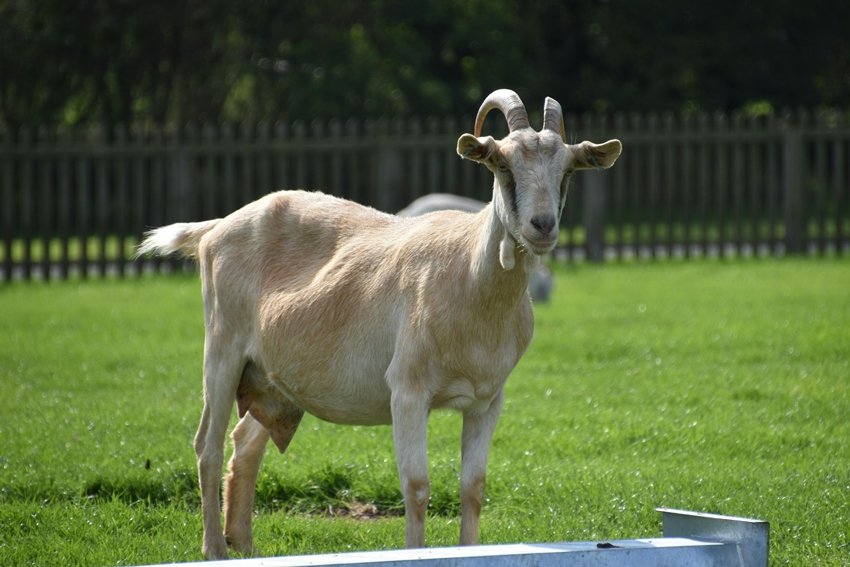 Reasons to Include Goat Milk in Your Daily Diet