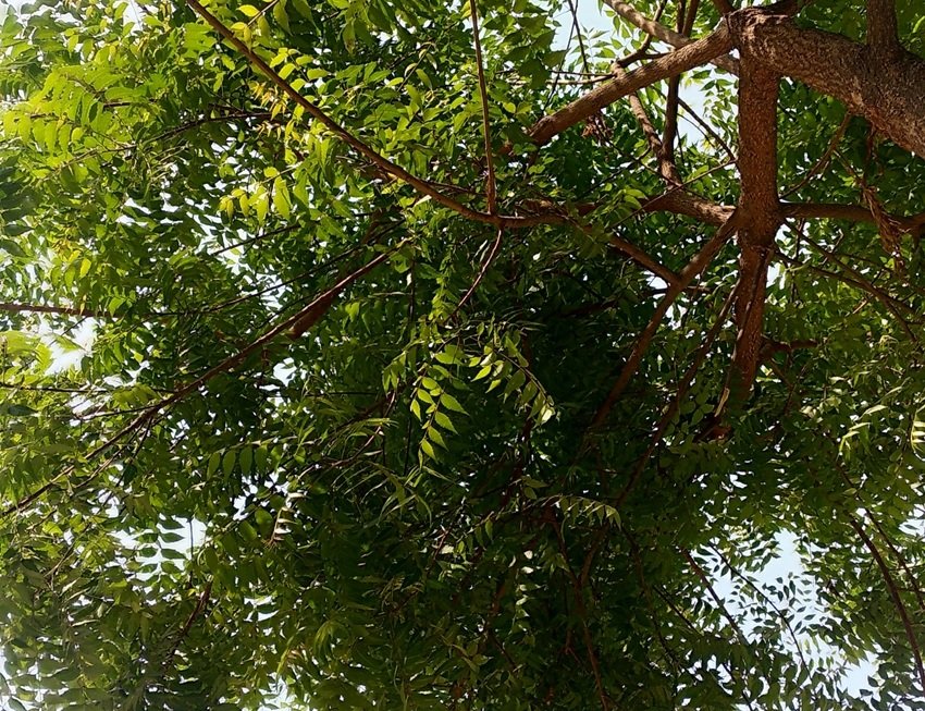 Say Goodbye to Constipation with Just One Neem Leaf Daily