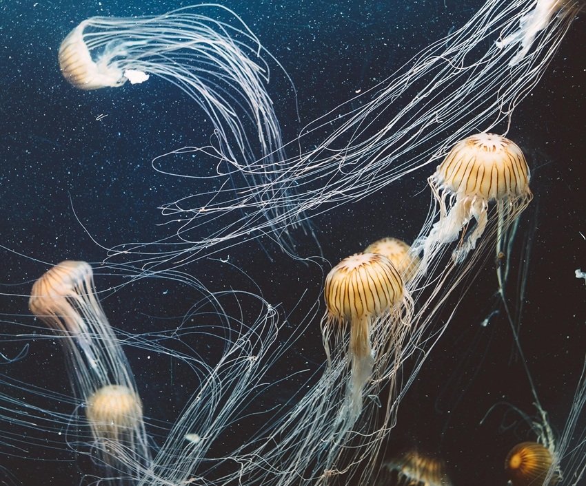 Scientists Reveal the Secret of the Immortal Jellyfish