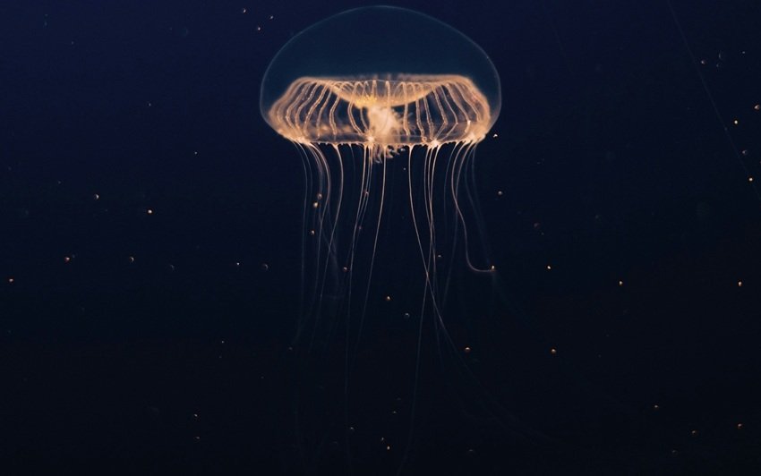Sea Creature That Never Truly Dies