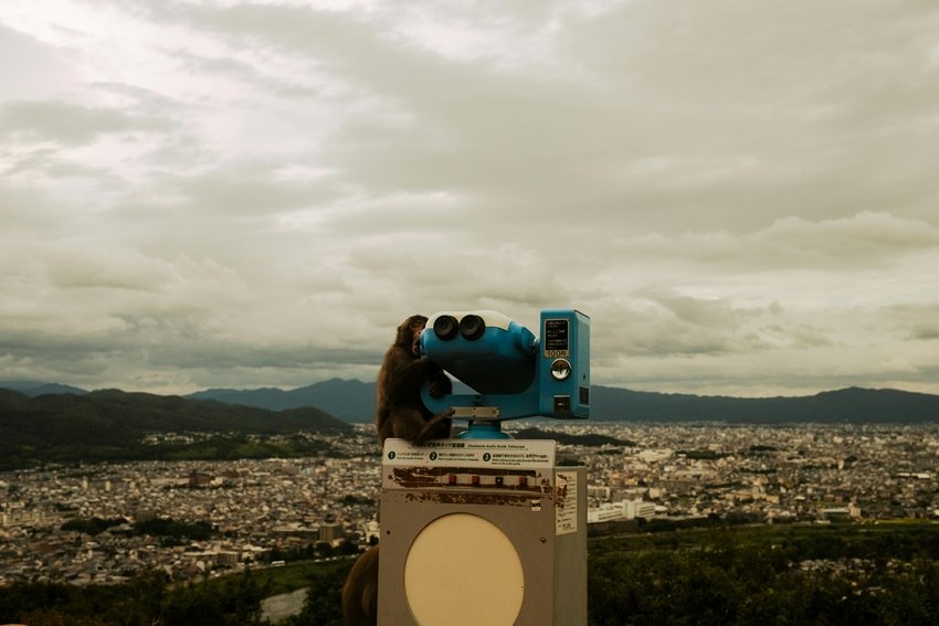 Secrets of Japan Macaques