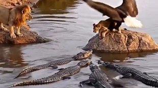 Viral Video| Trending Video| Viral Instagram Reels