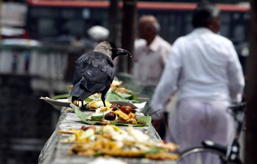 importance of feeding animals Pitru Paksha