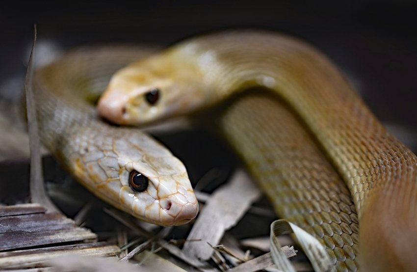 Snake-mongoose conflict