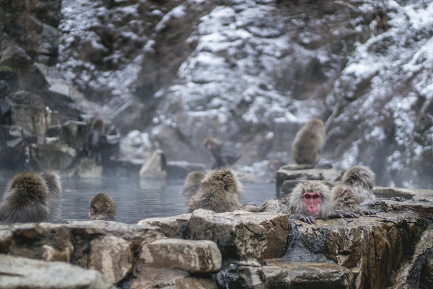 Snow Monkeys of Japan The Only Primates That Thrive in Freezing Winters