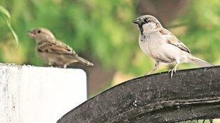 development versus humans, environmental crisis, social values
