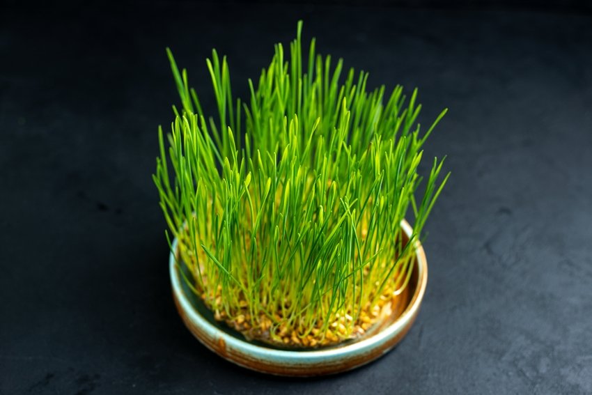 Spiritual Secrets of Growing Barley During Navratri Festival