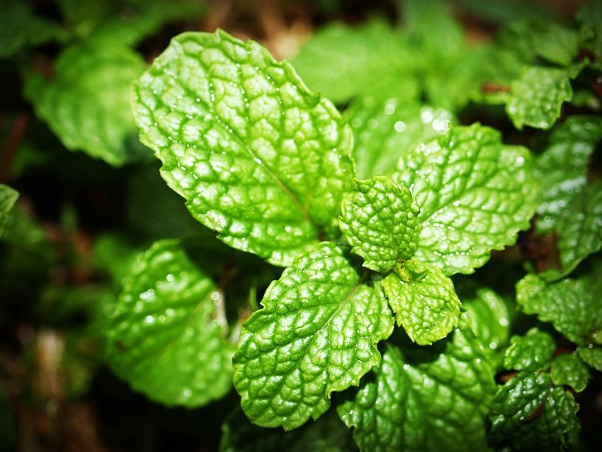 Stay Fit Naturally With These Nutrient-Rich Herbs