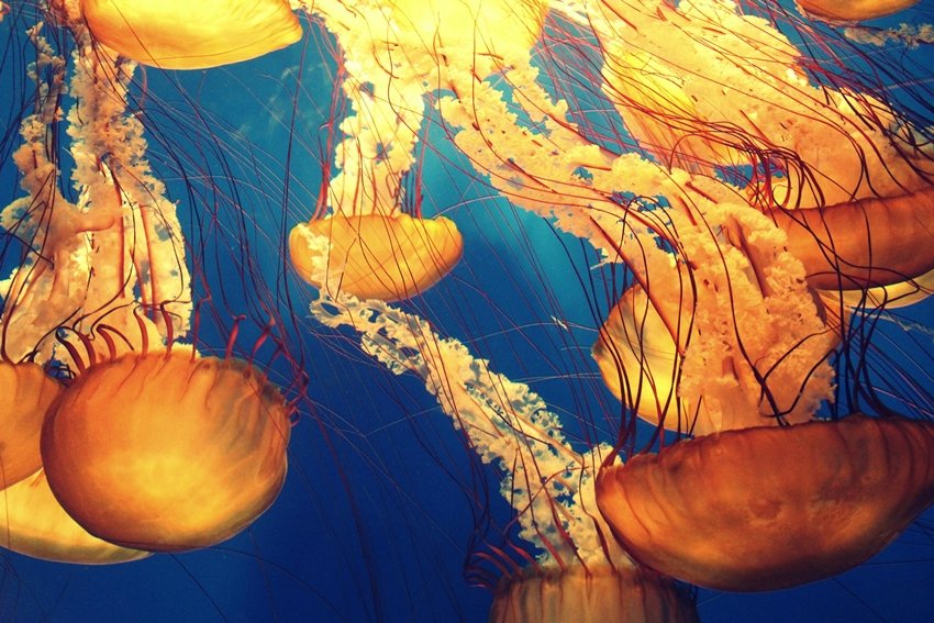 The Jellyfish That Turns Back Time and Defies Death