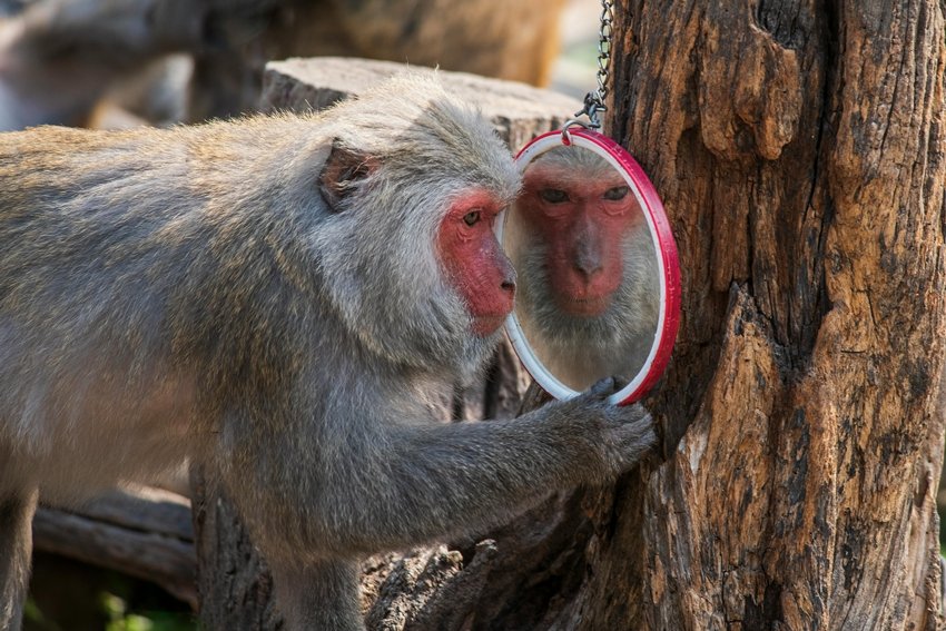 These Japanese Monkeys Can Teach Their Kids Like Humans Do