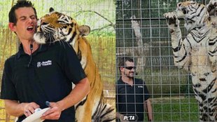 tiger killed his trainer ryan, wildlife news