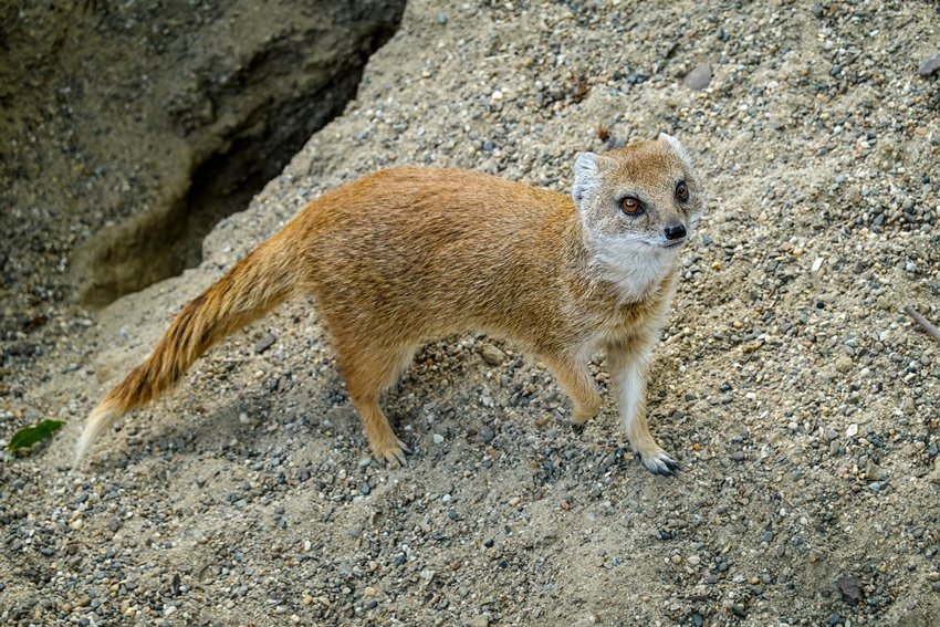 Timeless Rivalry Between Snakes and Mongooses