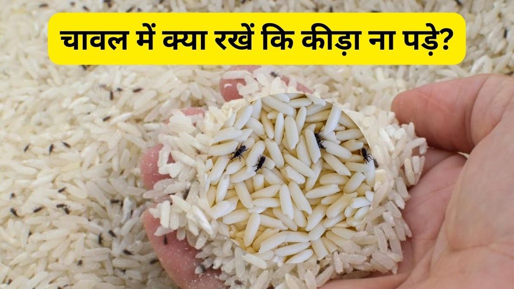 Tips To Protect Your Rice From Bugs And Weevils| How to get rid of rice bugs naturally | chawal ke kide marne ki dawa
