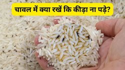चावल को सालों तक कीड़ों से बचाए रखने के लिए अपनाएं ये तरीके