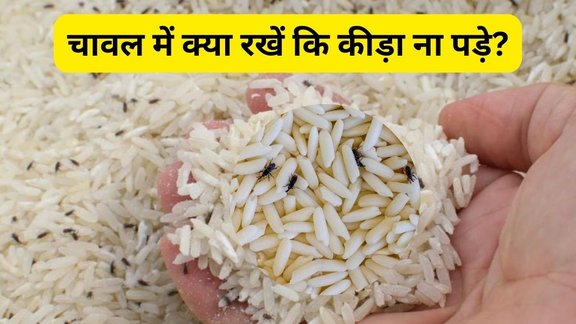 Tips To Protect Your Rice From Bugs And Weevils| How to get rid of rice bugs naturally | chawal ke kide marne ki dawa