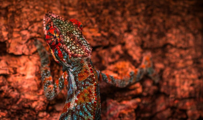 Triggers of Chameleon Color Shifts