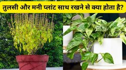 तुलसी और मनी प्लांट एक साथ लगाना शुभ या अशुभ? जानिए क्या कहता है वास्तु शास्त्र