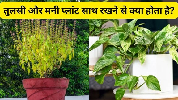 Tulsi and Money Plant together, Can Tulsi and Money Plant be kept together, Tulsi and Money Plant Vastu, Benefits of keeping Tulsi and Money Plant together, Disadvantages of keeping Tulsi and Money Plant together, Importance of Tulsi and Money Plant in home, Is it good or bad to keep Tulsi and Money Plant together