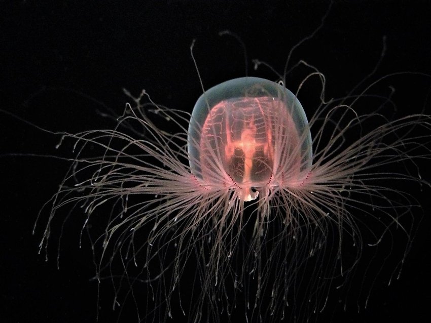 Turritopsis dohrnii